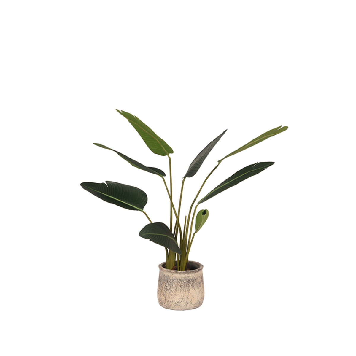 Decoratie I_Strelitzia - Groen - Kunststof - Modern - LABEL51
